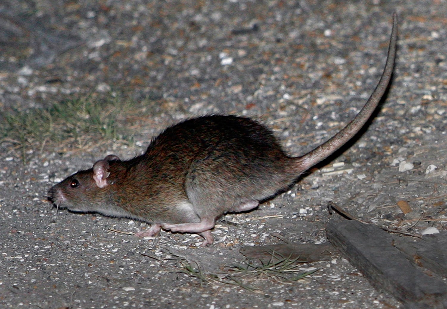 Lowly rat gnaws and chews its way to the top of rodent world