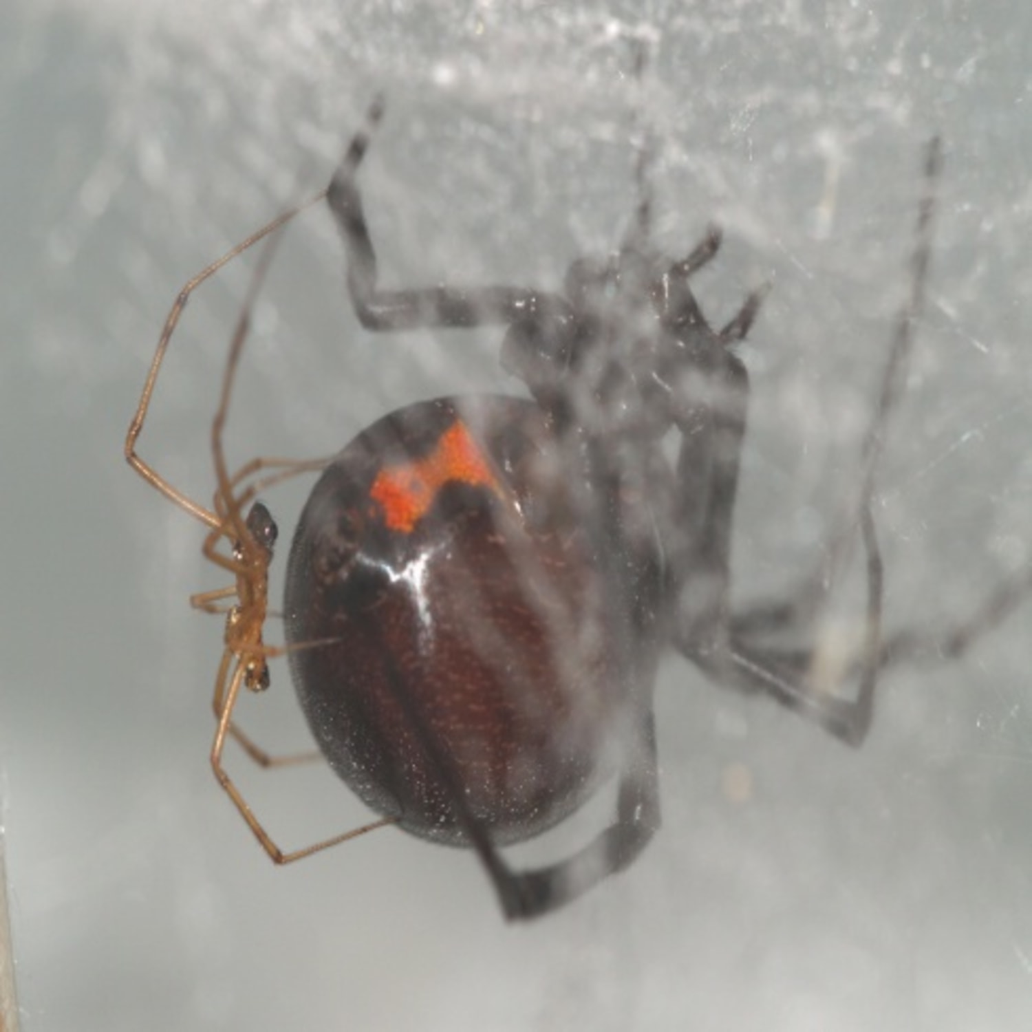 Move over, black widow — there's a new spider in town