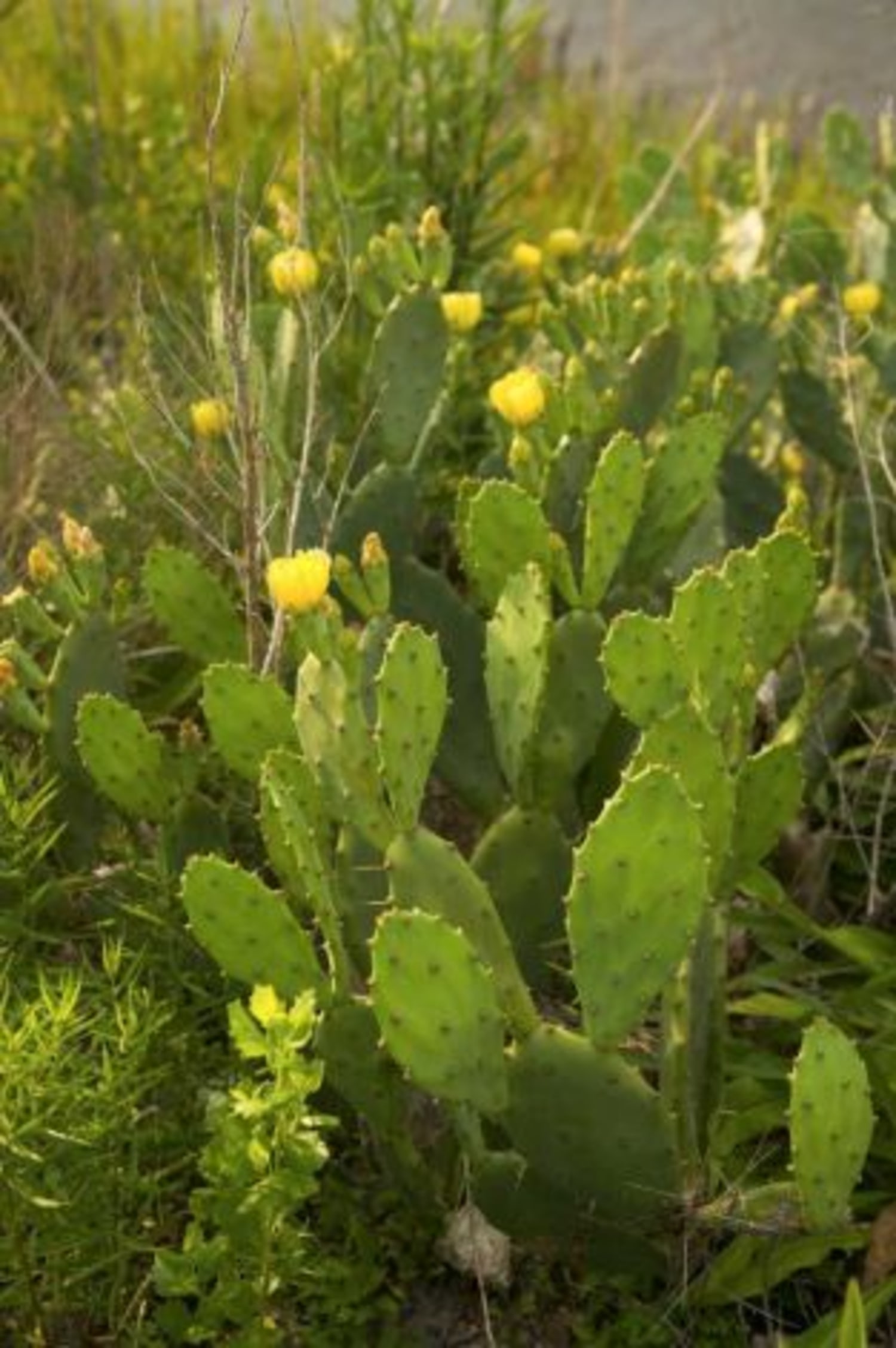 Ancient diet offers clues to today's diabetes epidemic