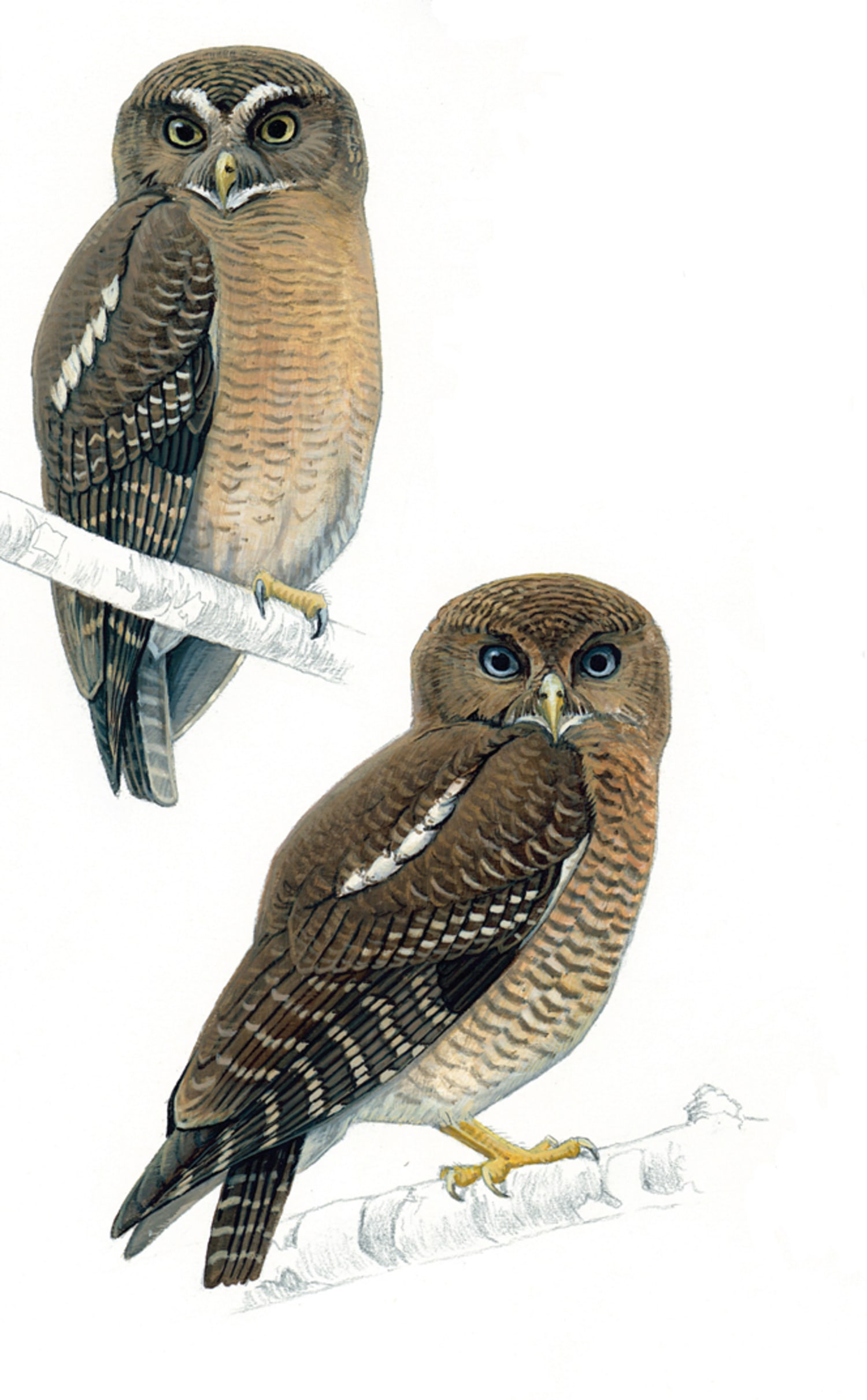 Philippine Hawk Owl Scientific Name