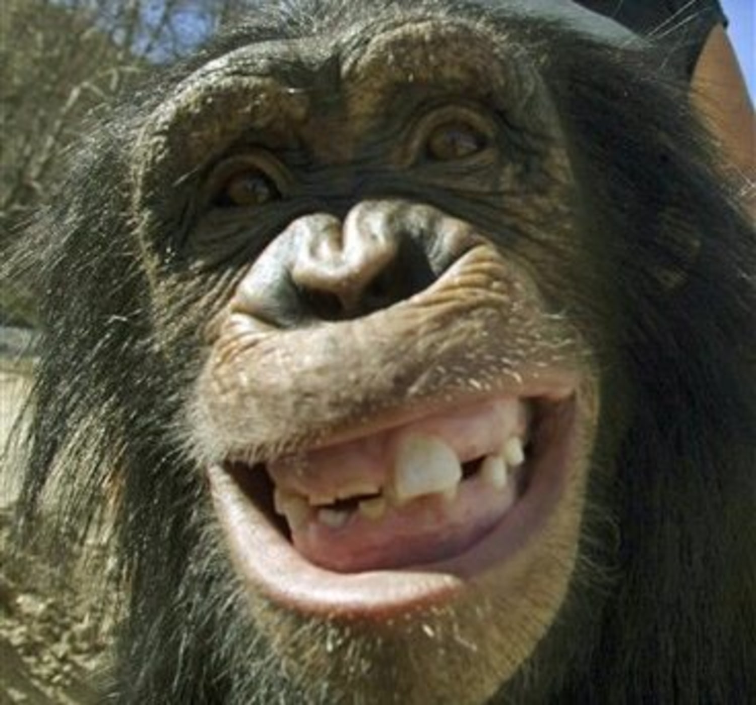 So two apes walk into a bar... Primates enjoy humor, too