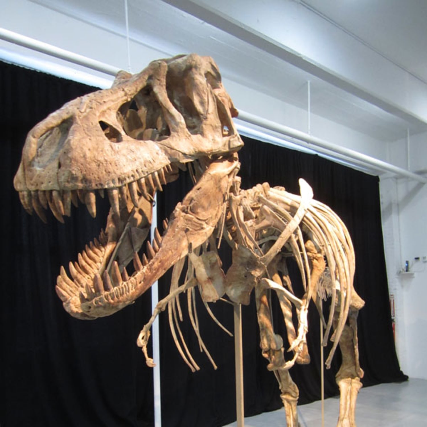 Fossil dealers discount