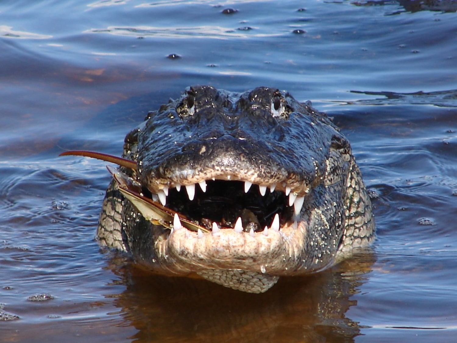Crocodile, alligator jaws more sensitive than human fingertips