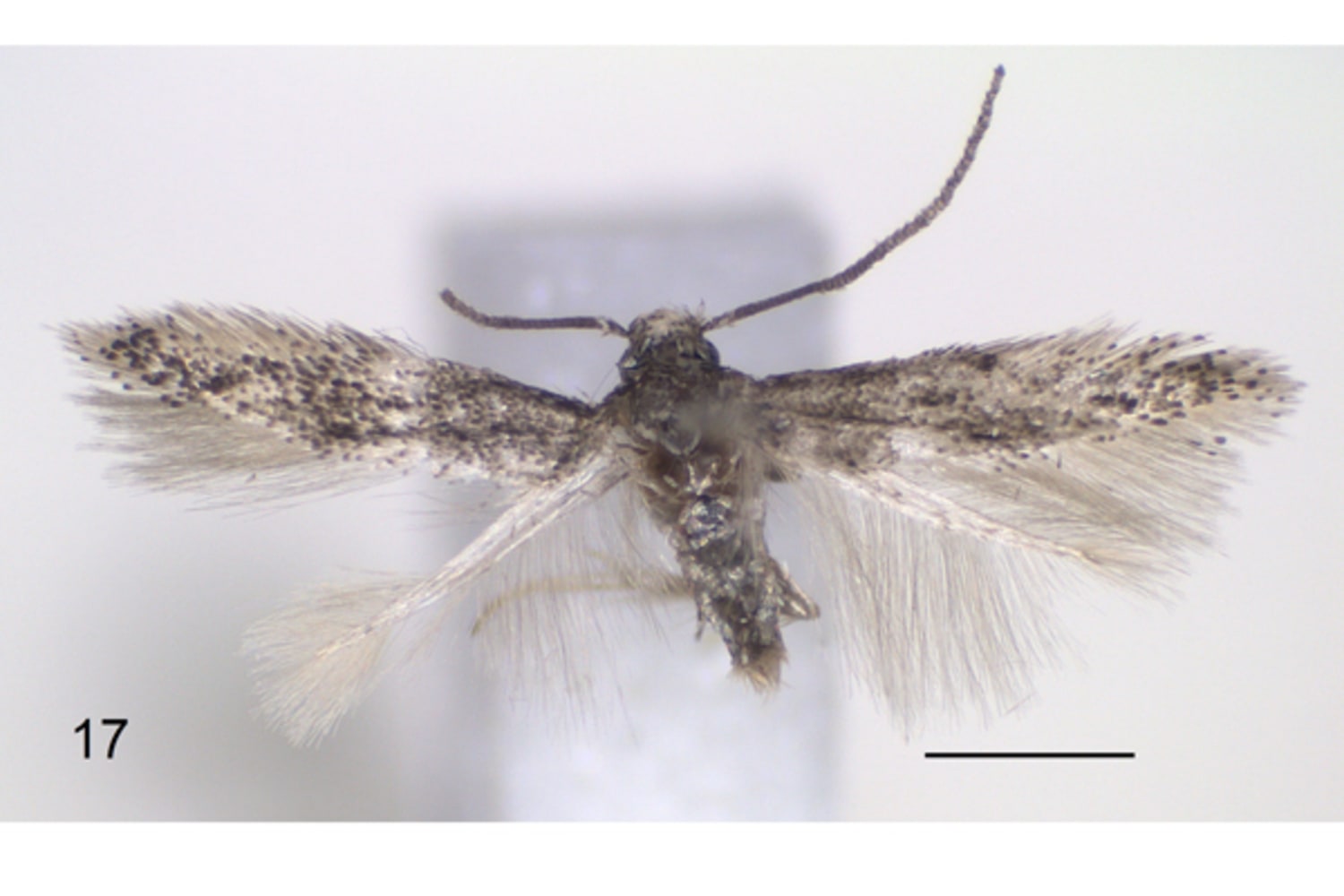 New hawk moth species are among the smallest ever discovered – Research News