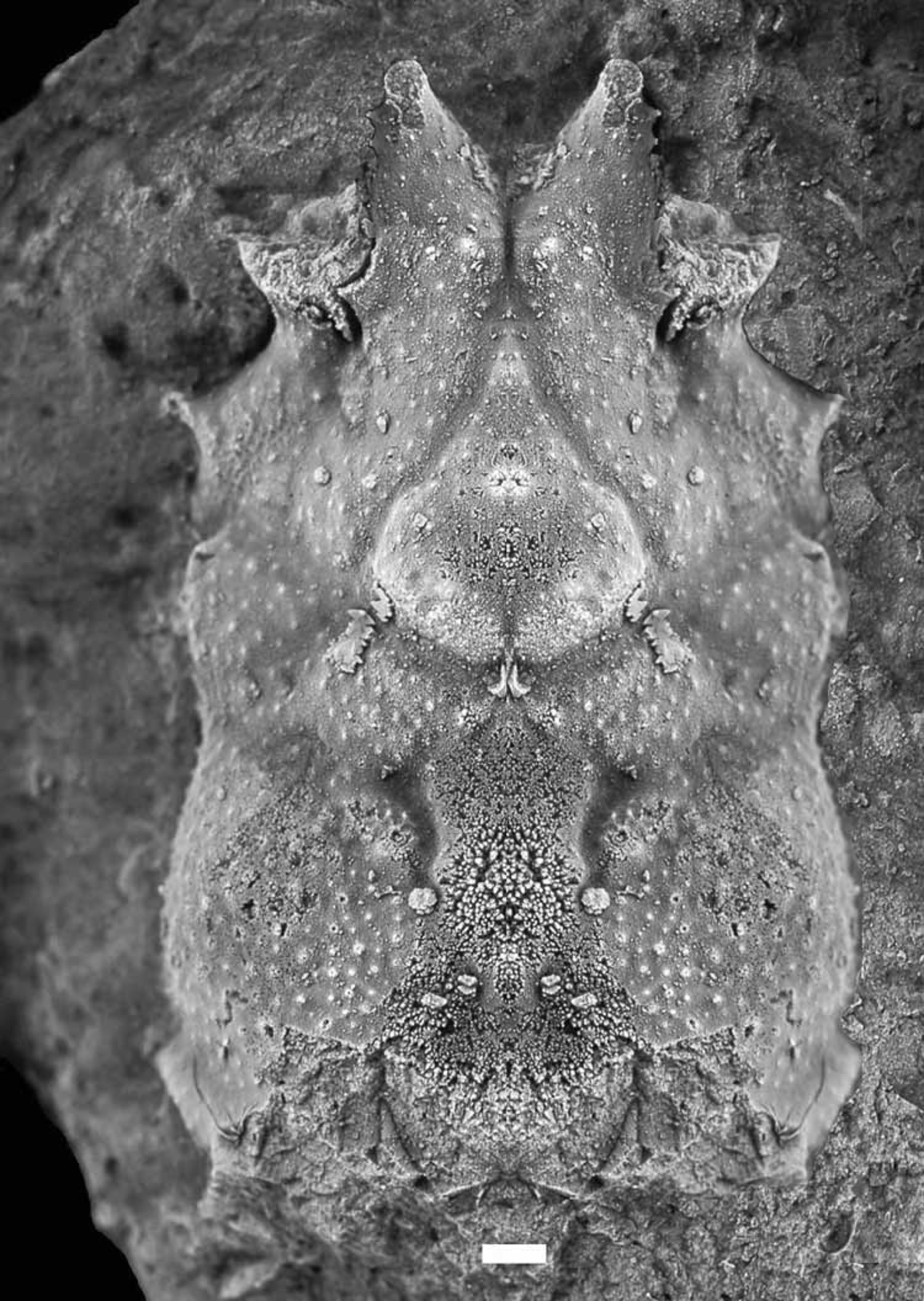 Fossil reef yields oldest spider crabs ever discovered