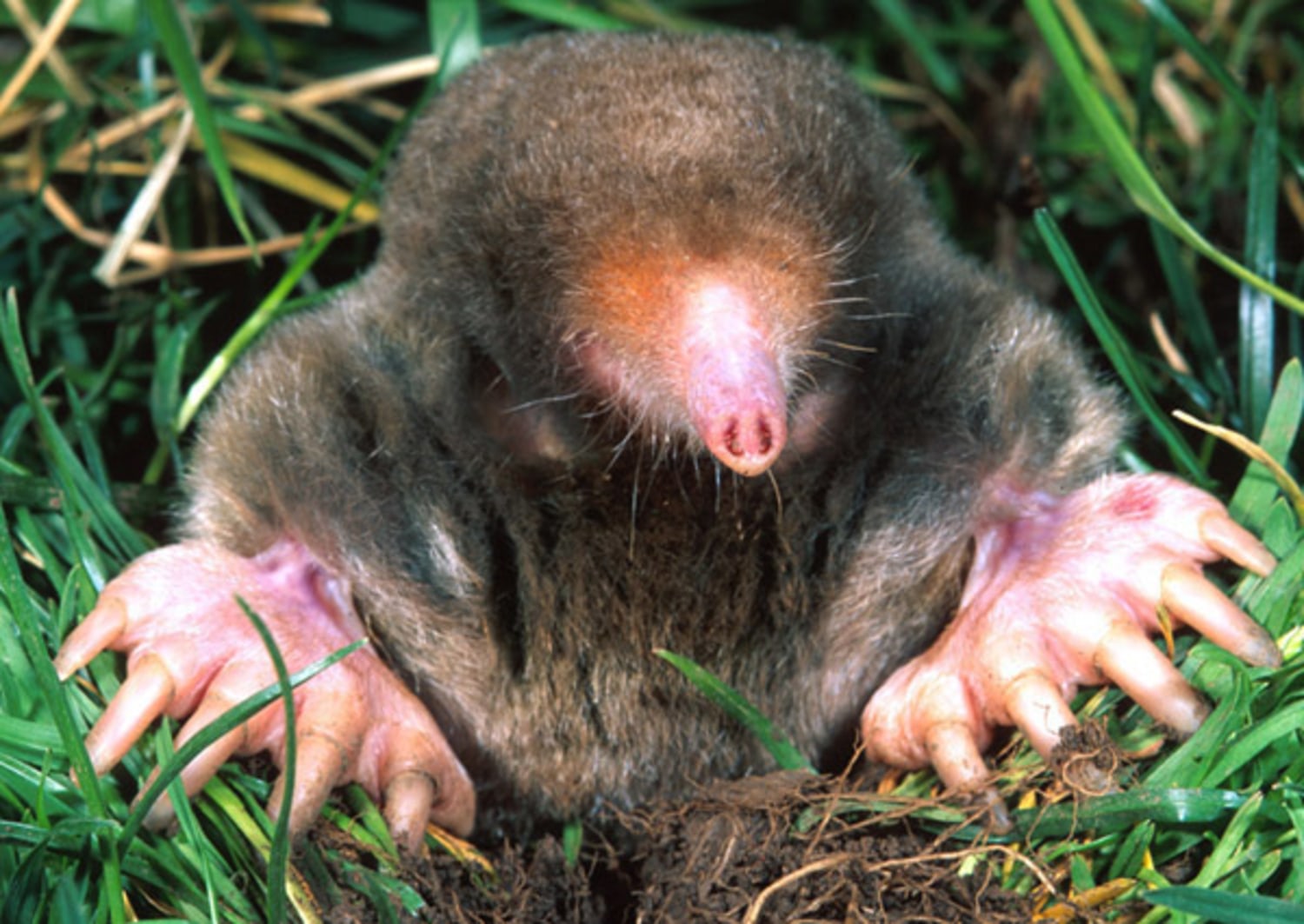 Get a whiff of this: Moles smell the world in stereo!