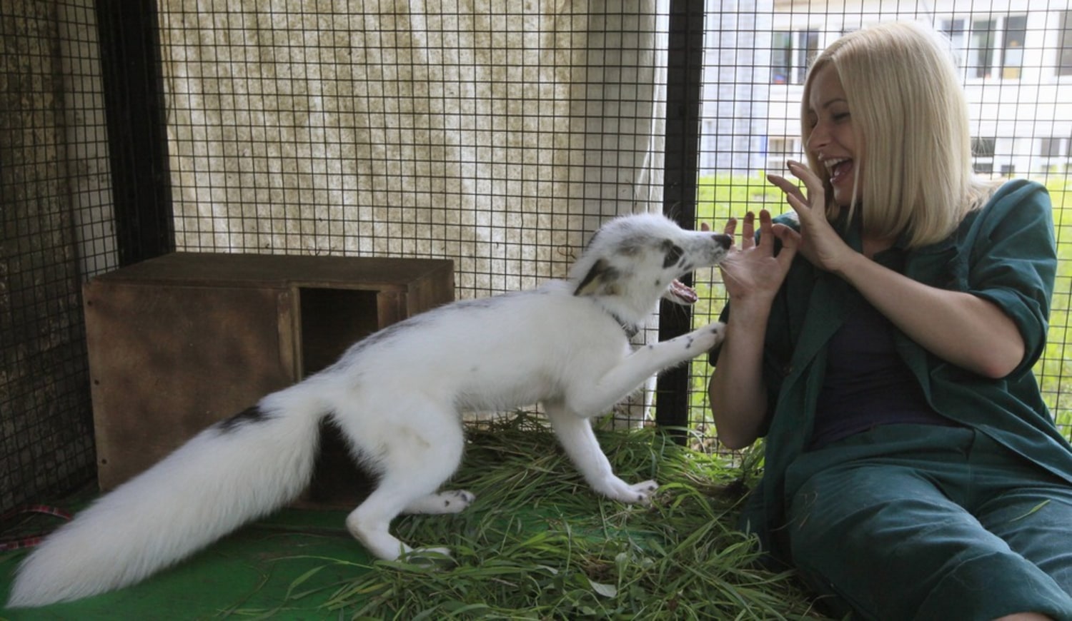 Got $8,000? Adopt a Russian pet fox, for science's sake