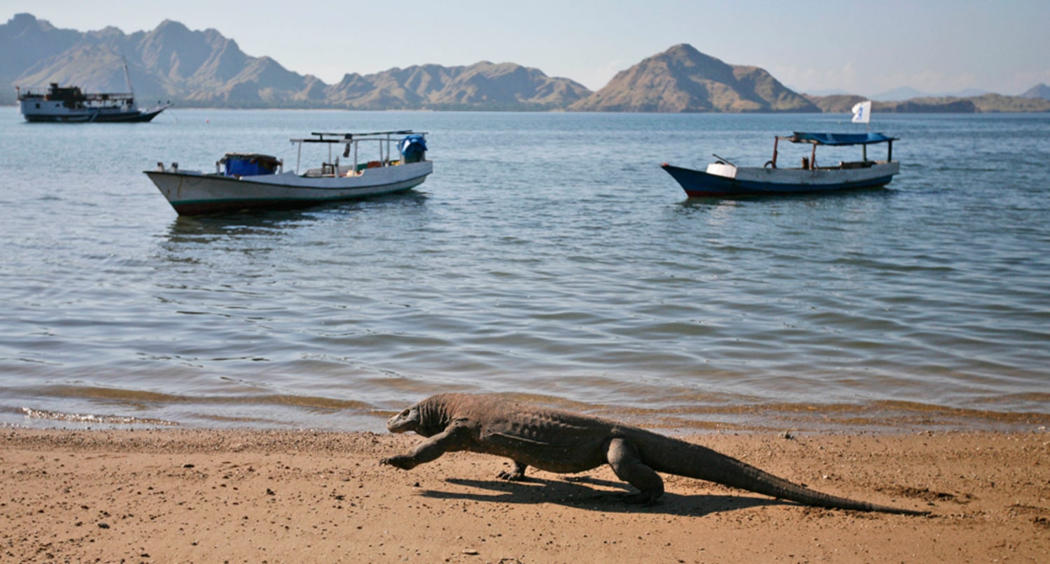 Komodo dragon attacks terrorize villages