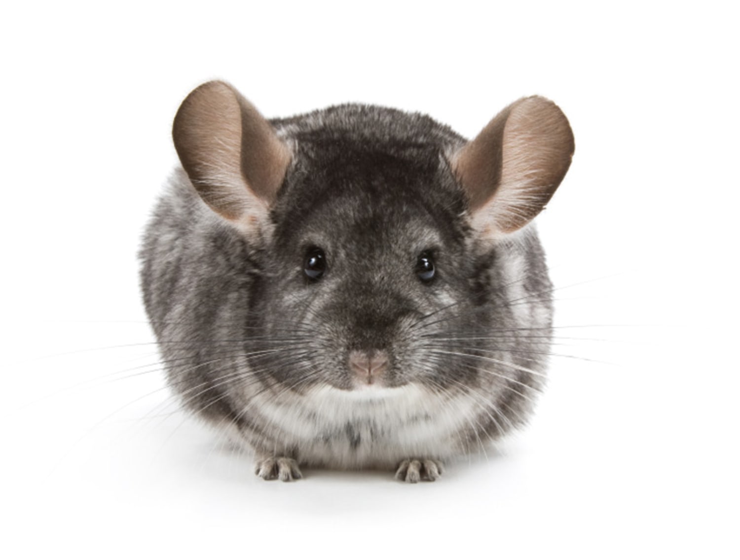 Chinchilla rat hot sale pet