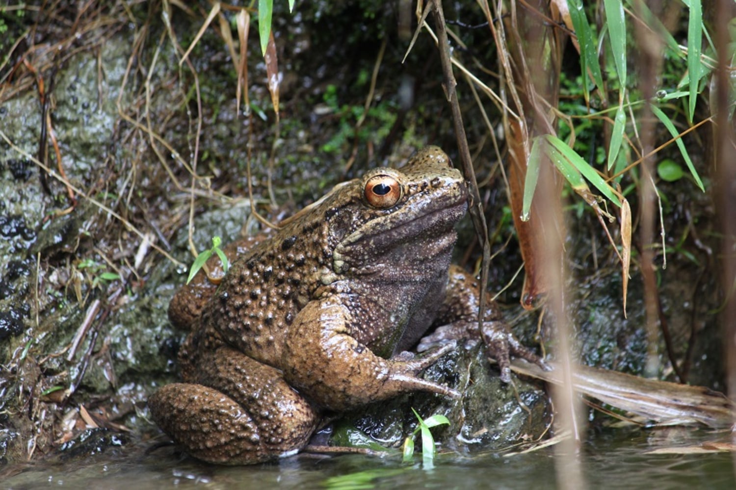 Scientists study frog biology
