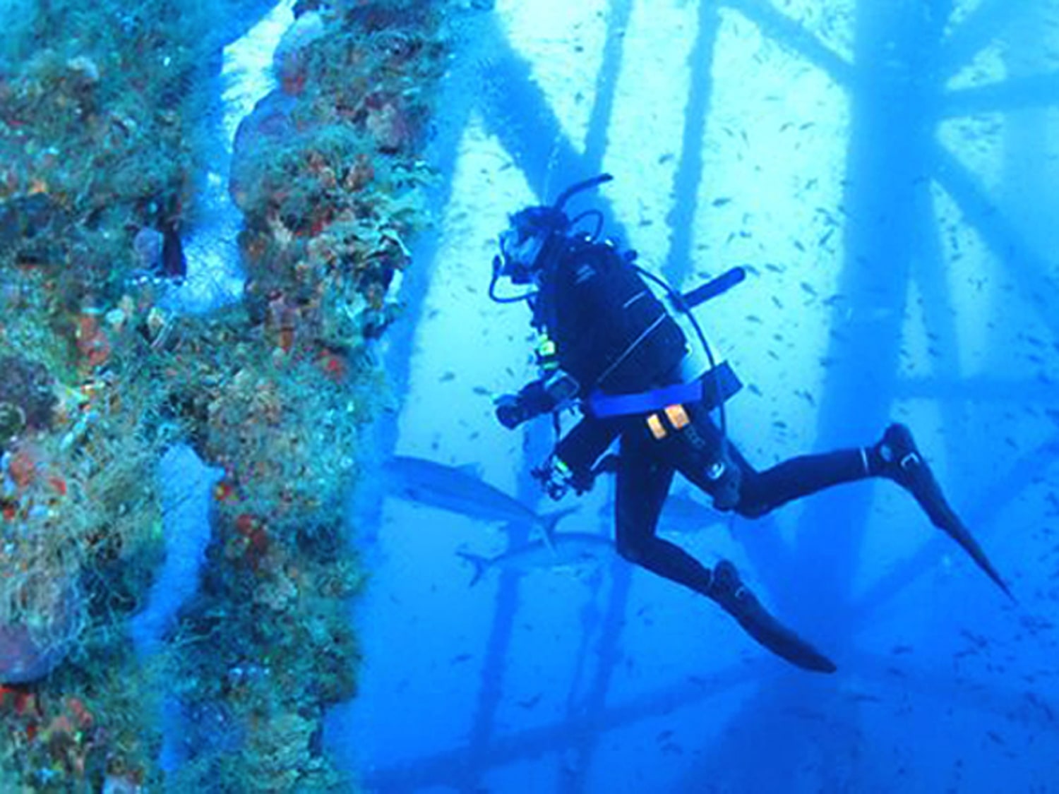 Flower Gardens Gulf Of Mexico Diving Fasci Garden