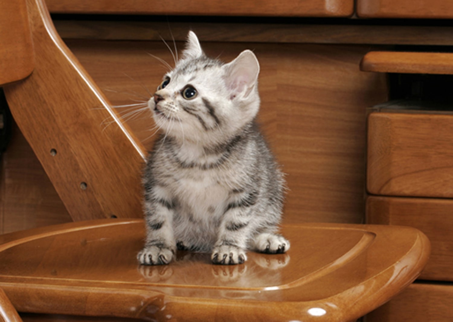 10 Most Popular Cat Breeds in the U.S. — Hillrose Pet Resort