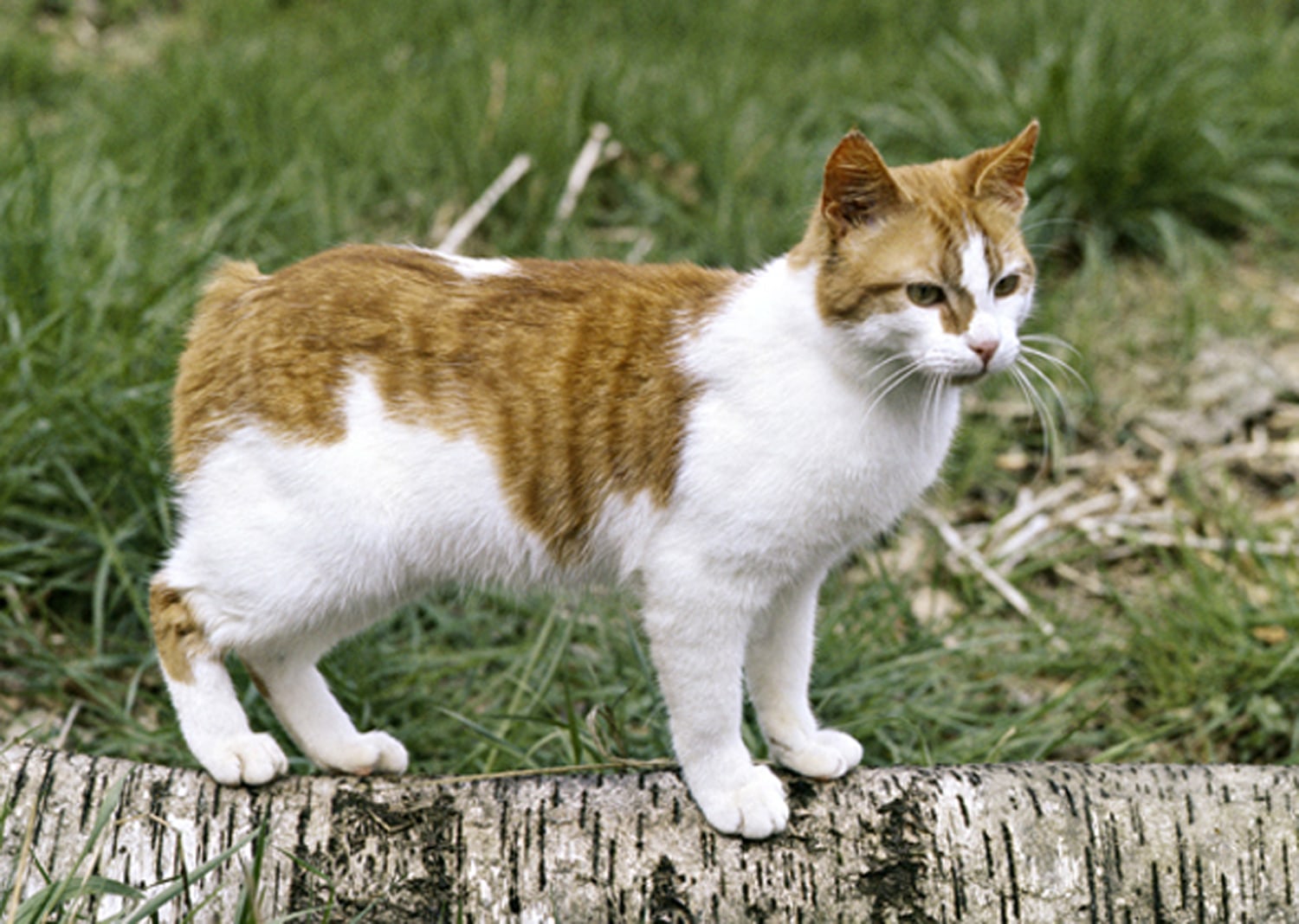 10 Most Popular Cat Breeds in the U.S. — Hillrose Pet Resort