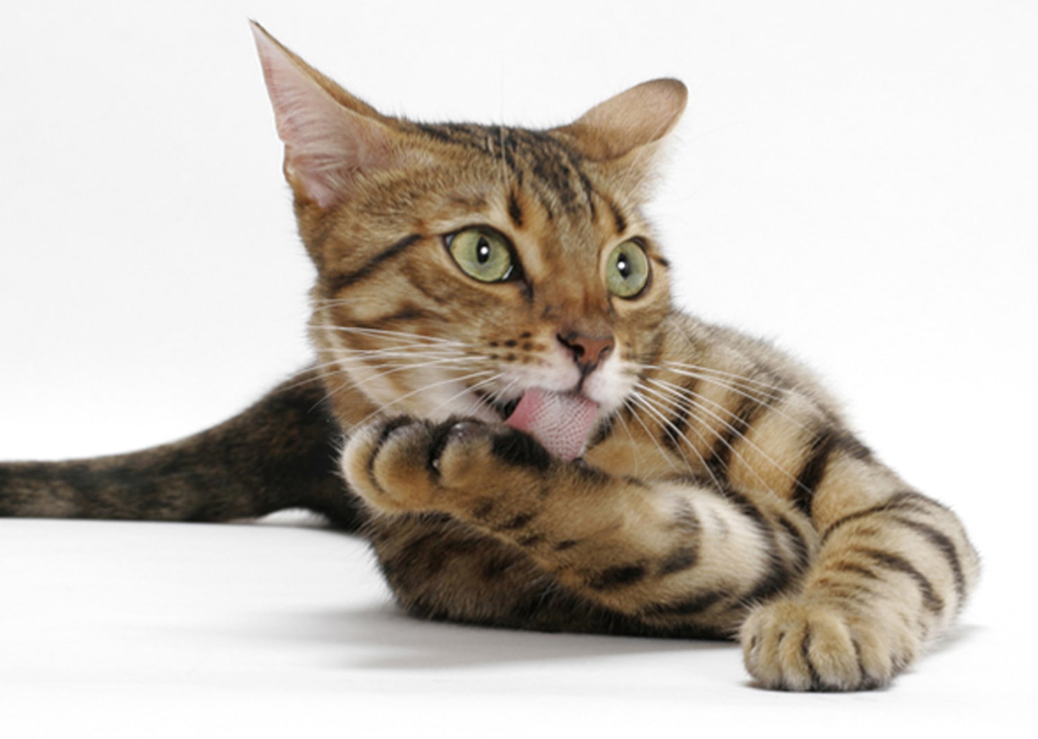 10 Most Popular Cat Breeds in the U.S. — Hillrose Pet Resort