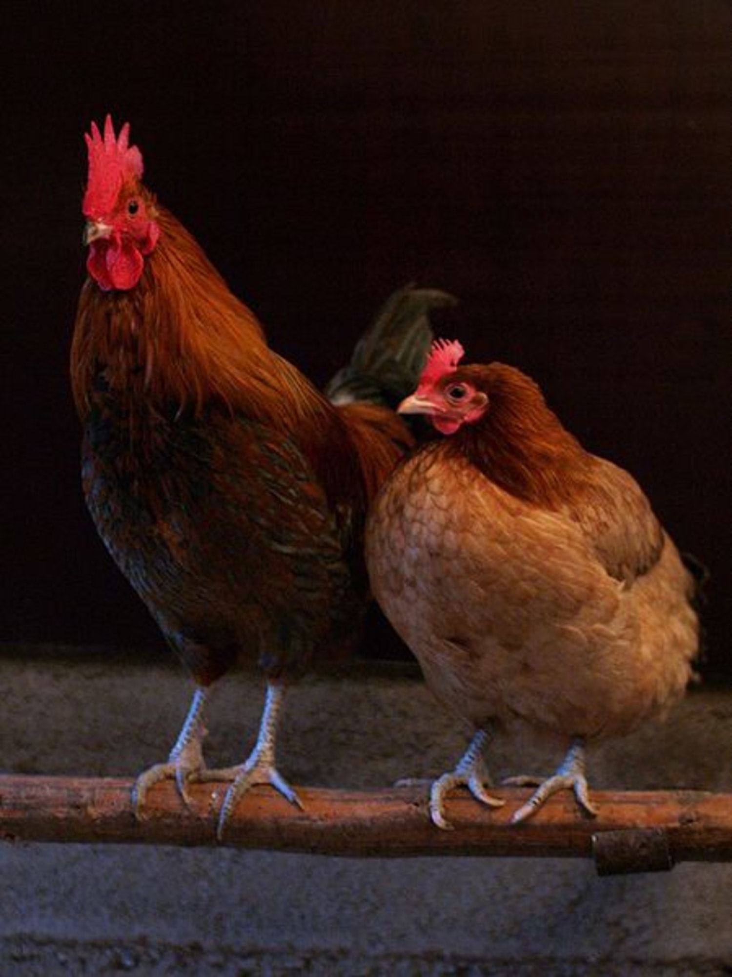 Sex-Change Chicken: Gertie the Hen Becomes Bertie the Cockerel