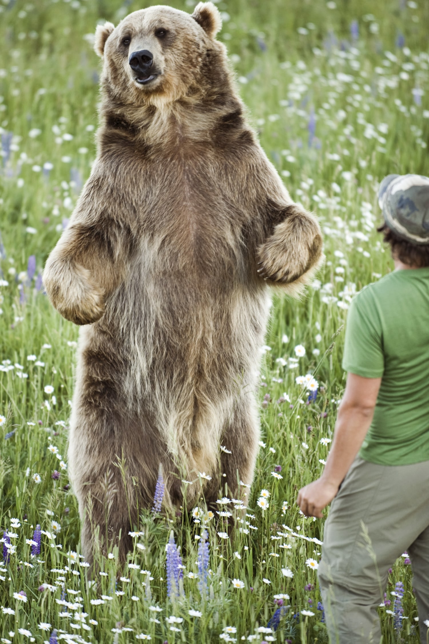 Anderson bean grizzly bear outlet