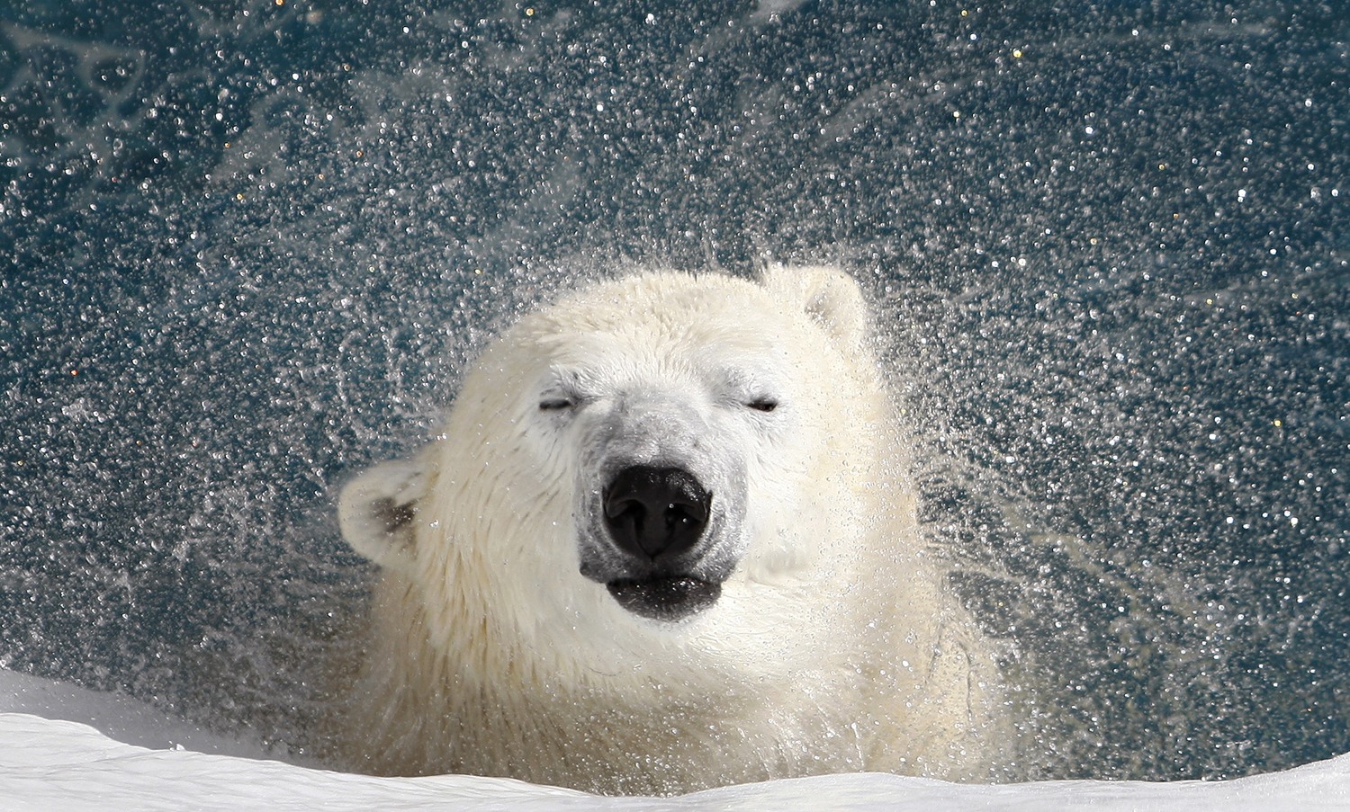 Animal Tracks: Nov. 22 - 29