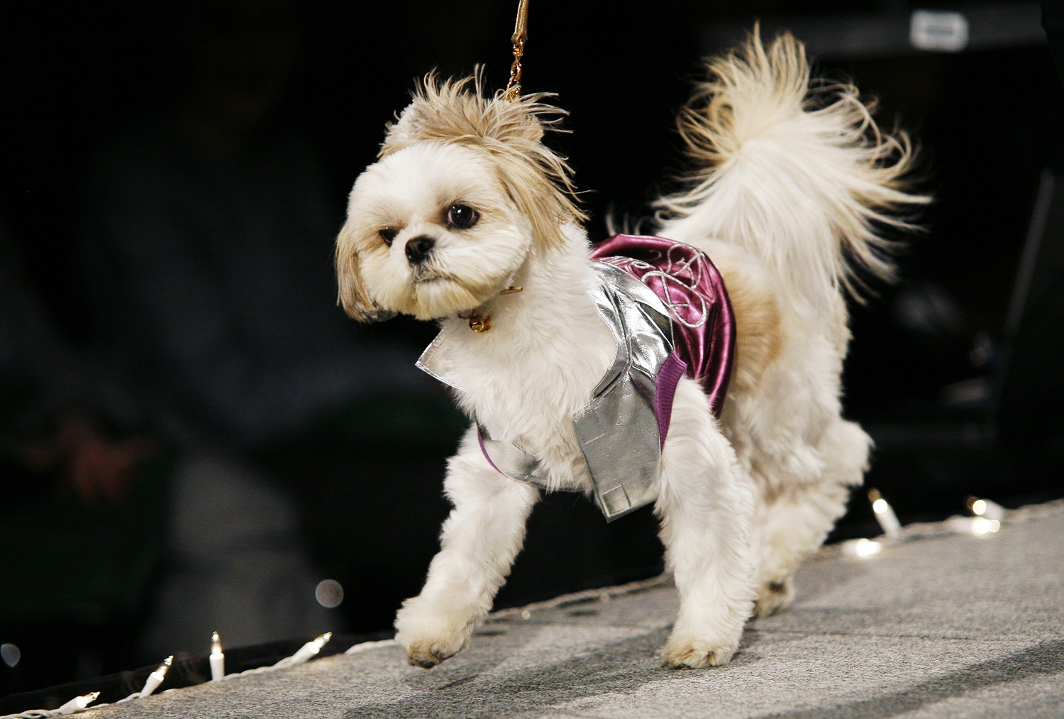 Stylish dogs rule the catwalks of Shanghai's streets