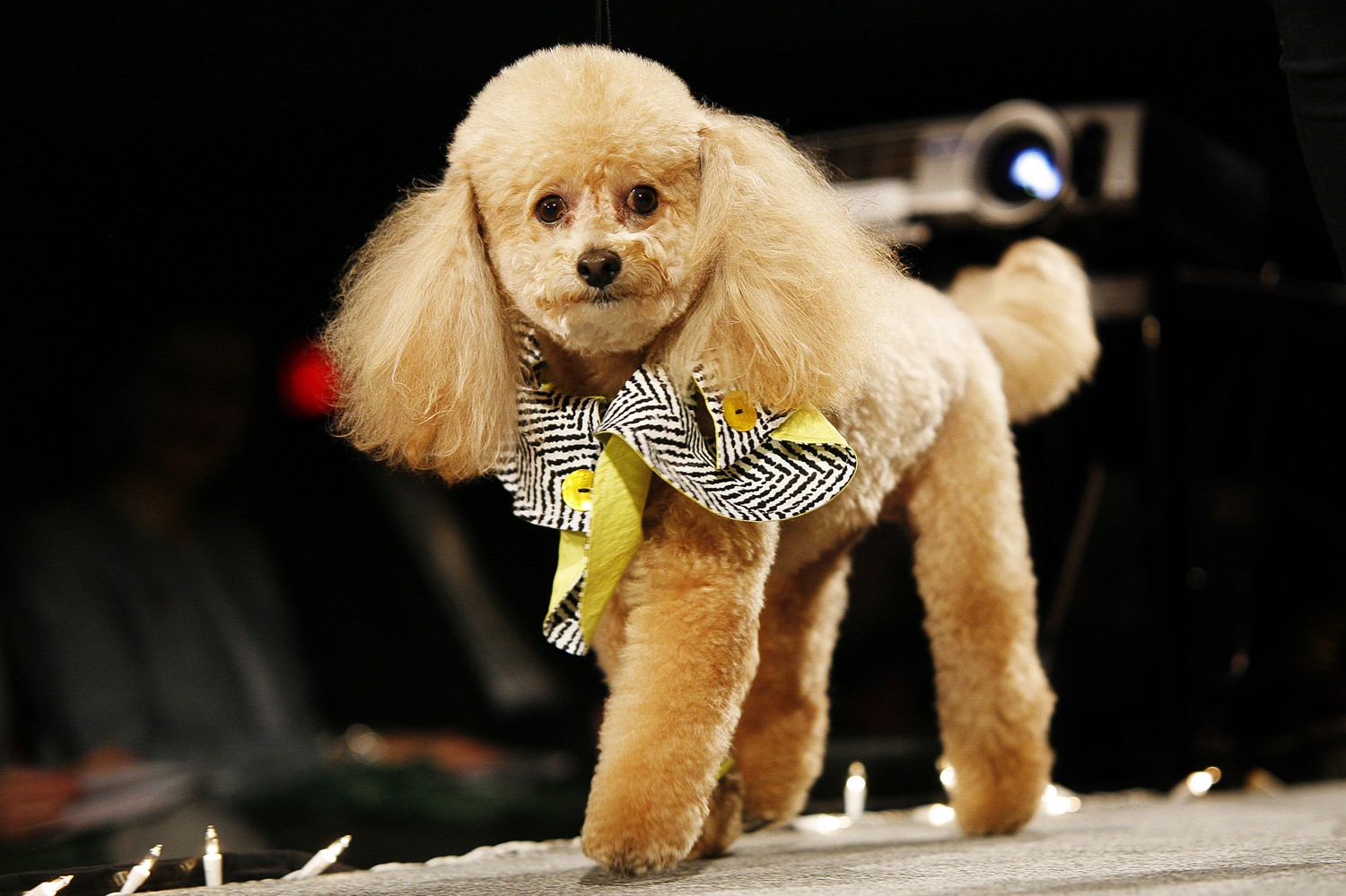 Poodle fashion on sale