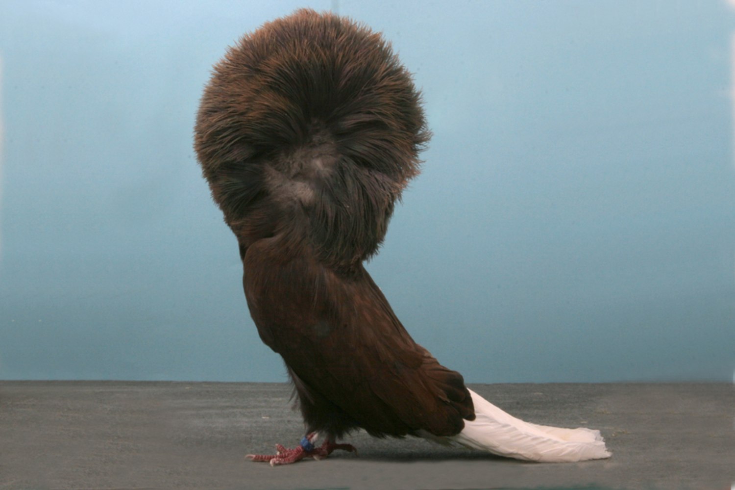 Grand National Pigeon Show champions
