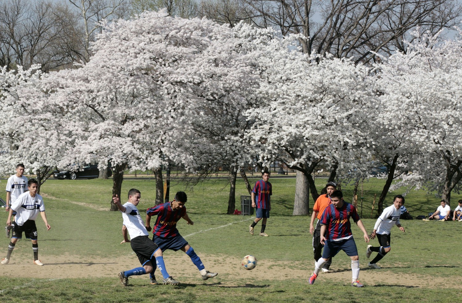 Cherry Blossom Celebration Meets Professional Rugby : Old Glory DC