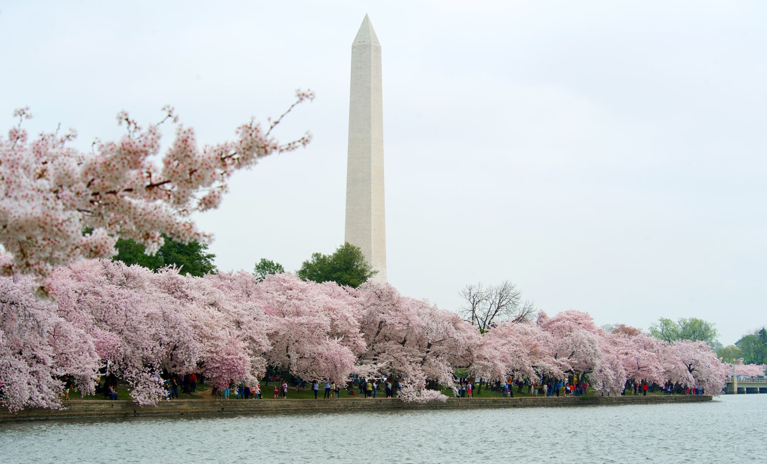 Video National Cherry Blossom Festival back for 110th anniversary