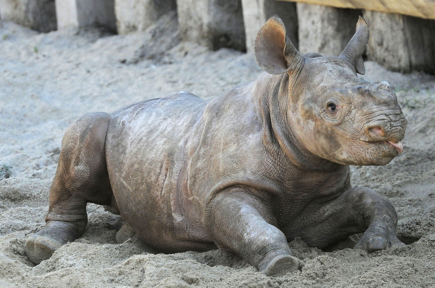 10' Rhino Stringer (USA)