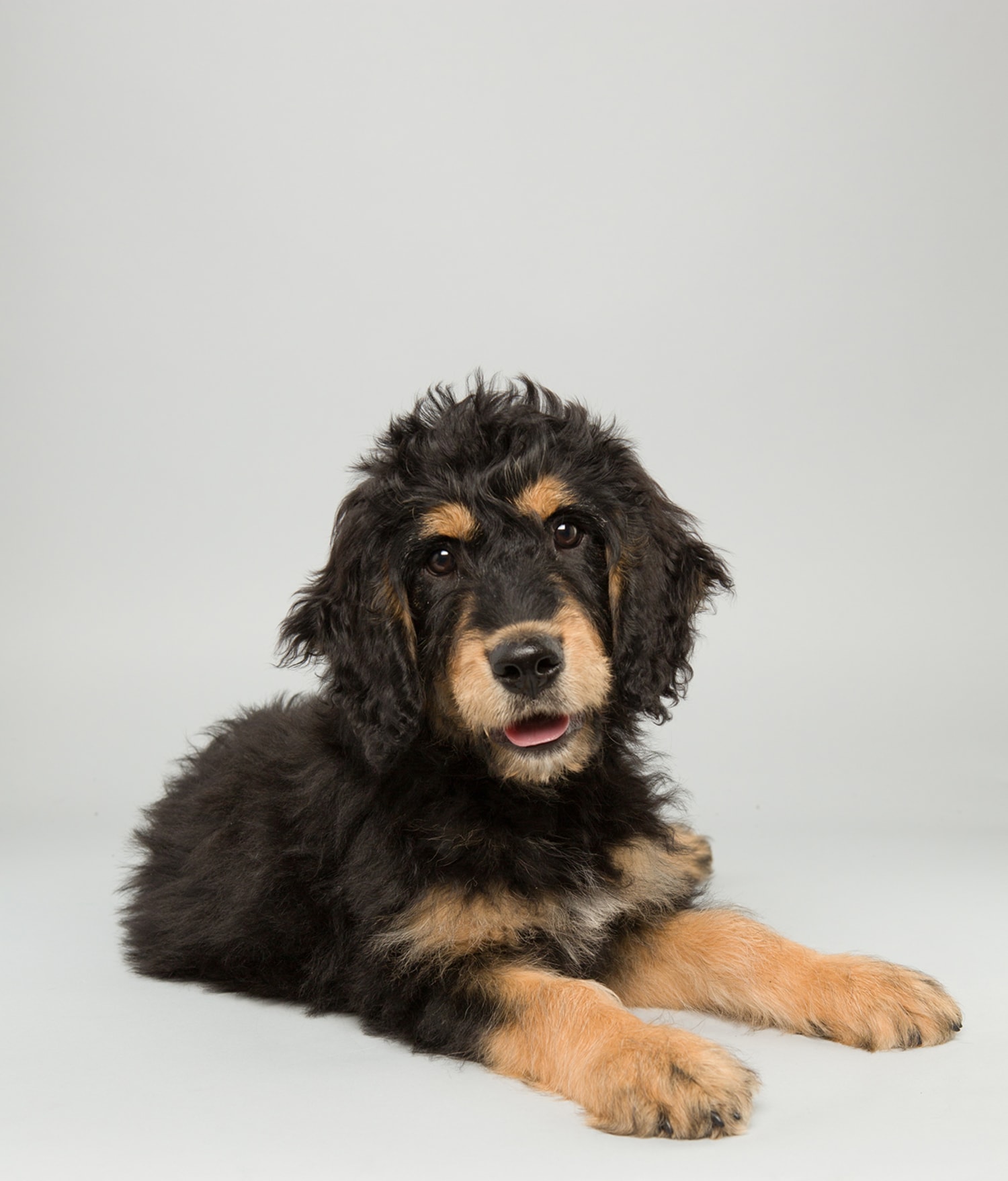 Puppy discount bowl 2014