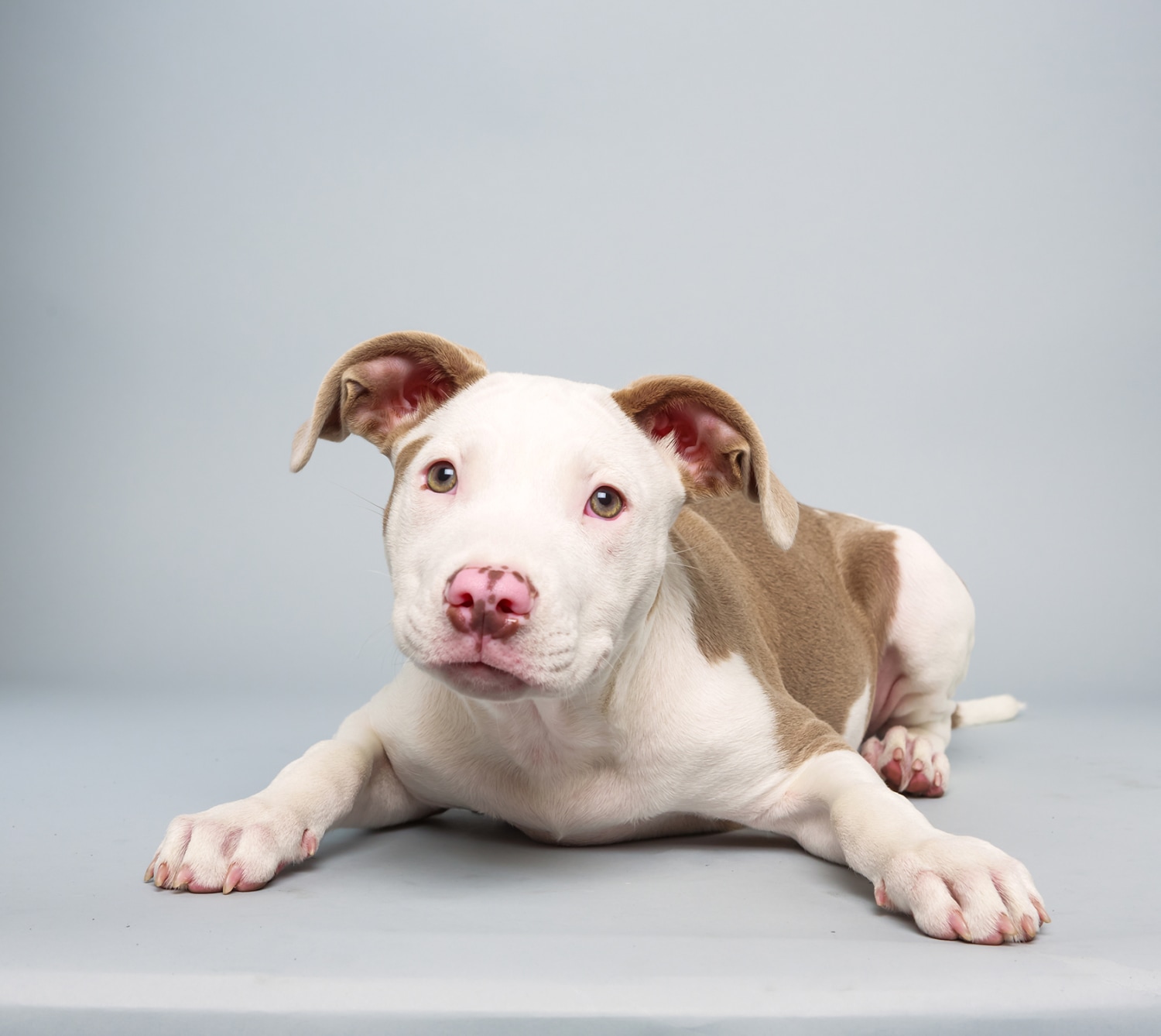 Puppy sales bowl 2014