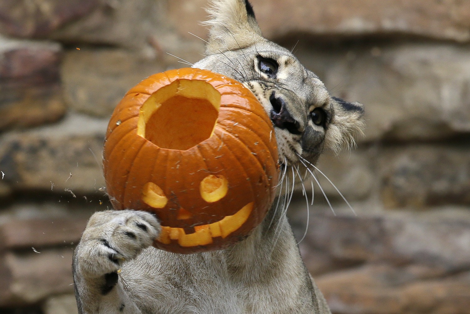 Indianapolis Zoo tiger cubs make public debut Friday