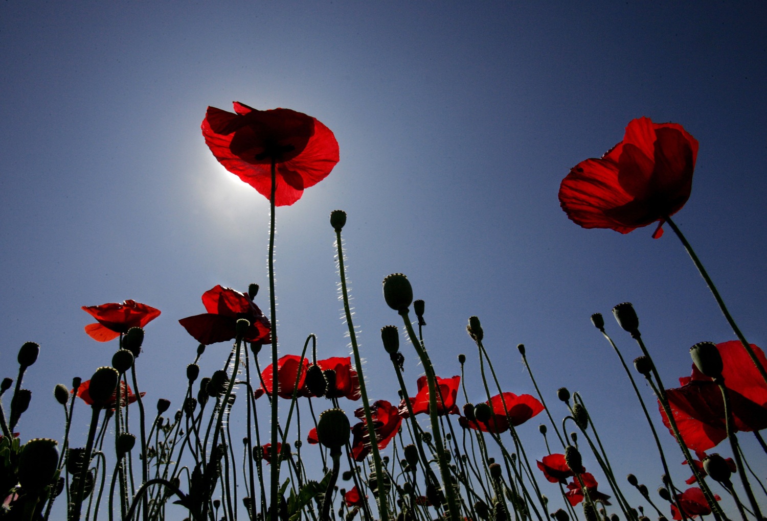 No Poppy Action Yet, but a Poppy-Adjacent Center Just Opened for the Season  – NBC Los Angeles