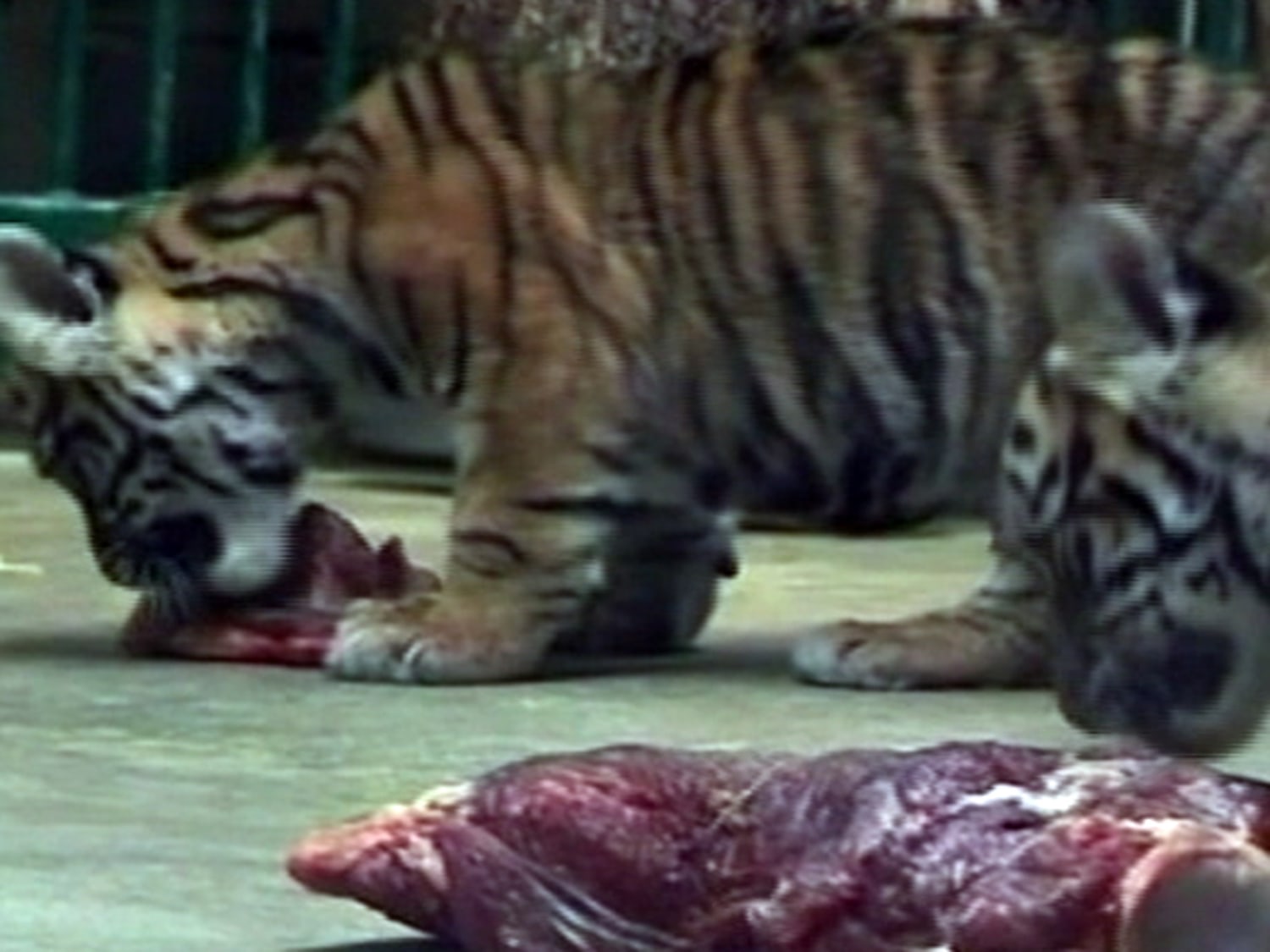 Sumatran Tiger Cub Update: Supplemental Feeding