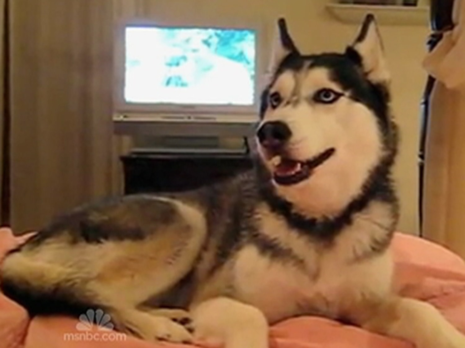 Talking Husky gets worldwide fame