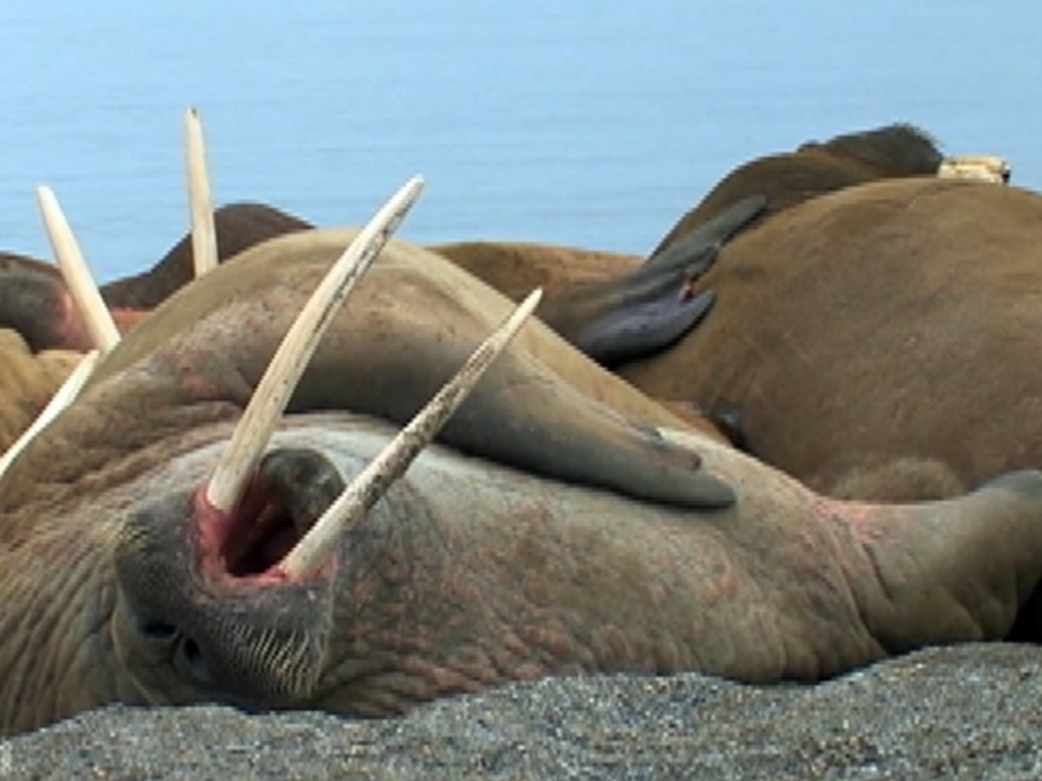 Lazy walrus colony naps on ice