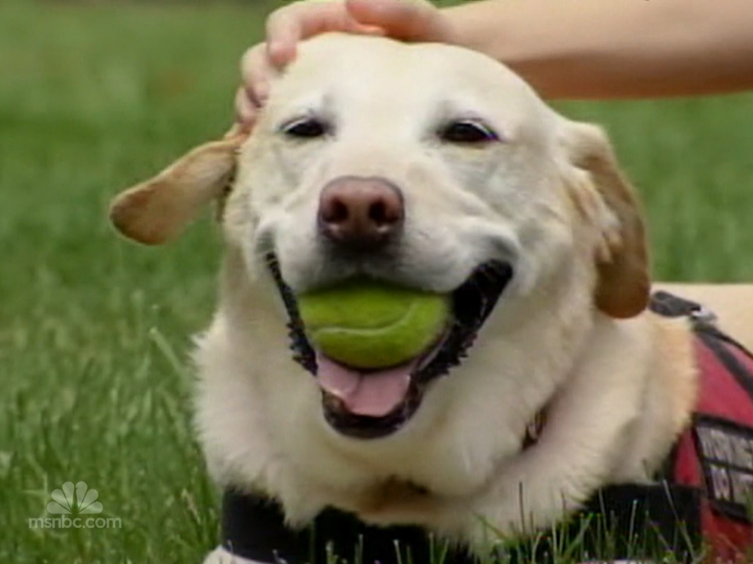 sleeping with your dog study