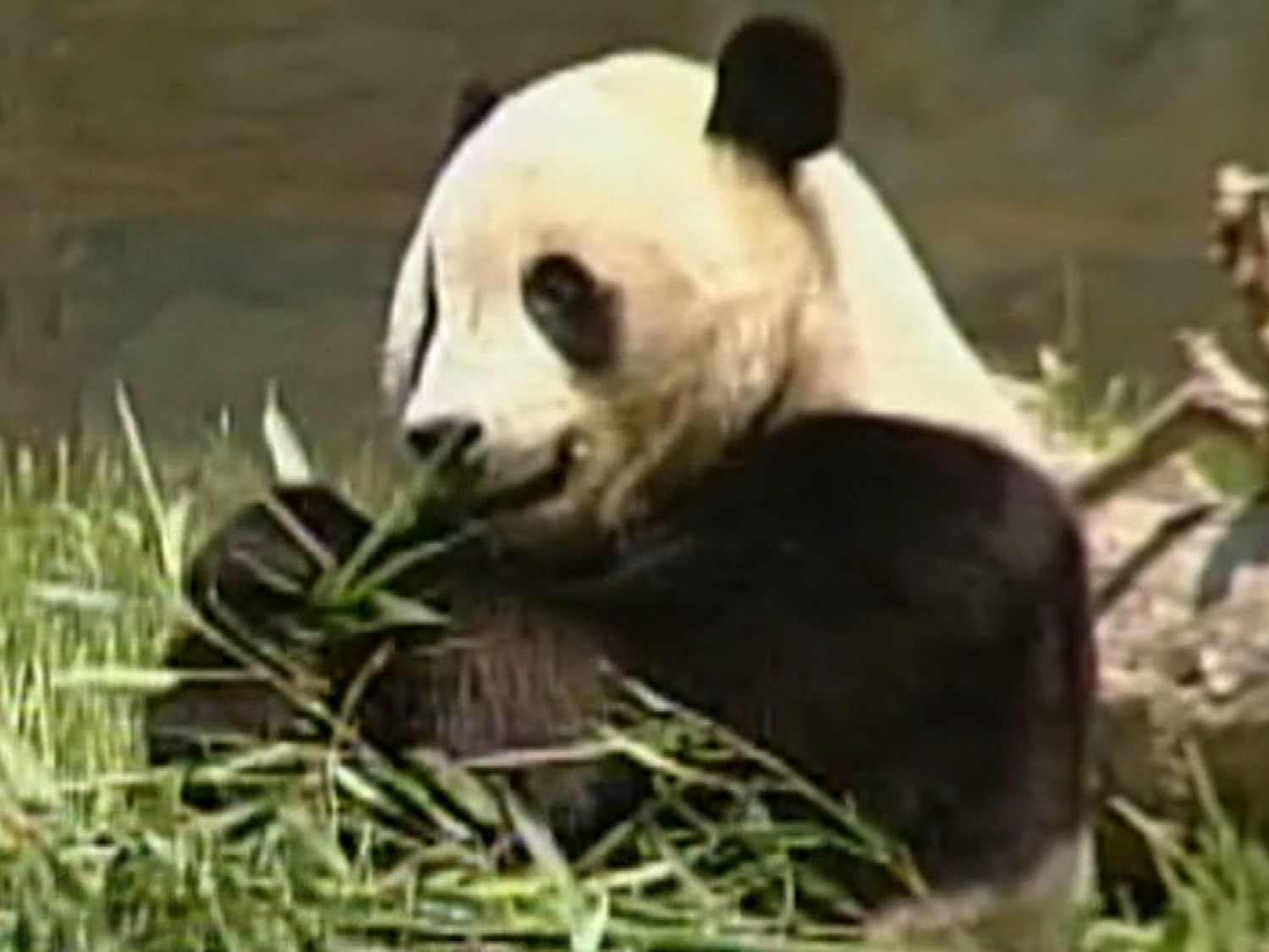 South Korean zoo welcomes giant panda twins
