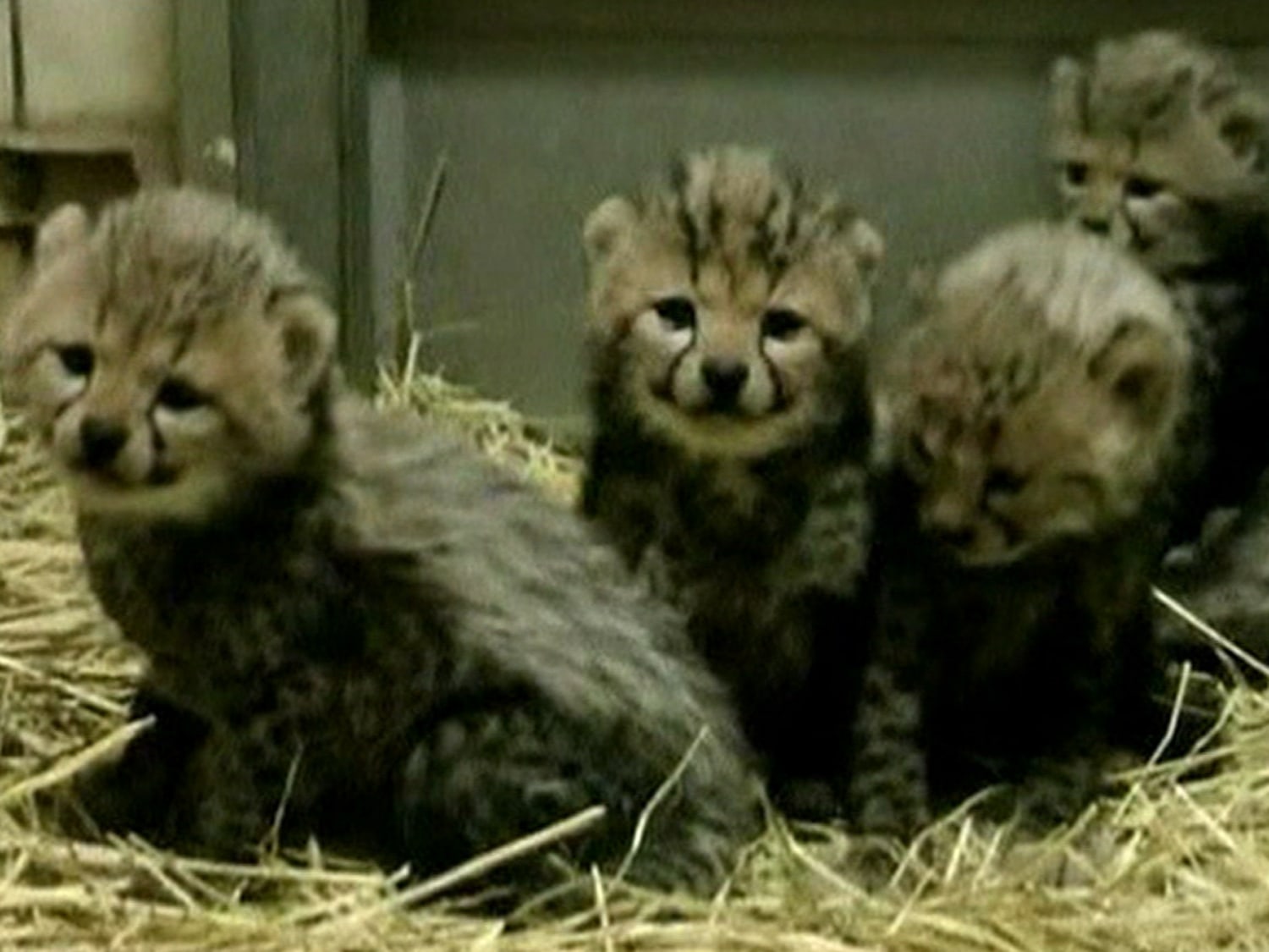 訳あり Rare 'King Cheetahs' born in Japan ジグソーパズル