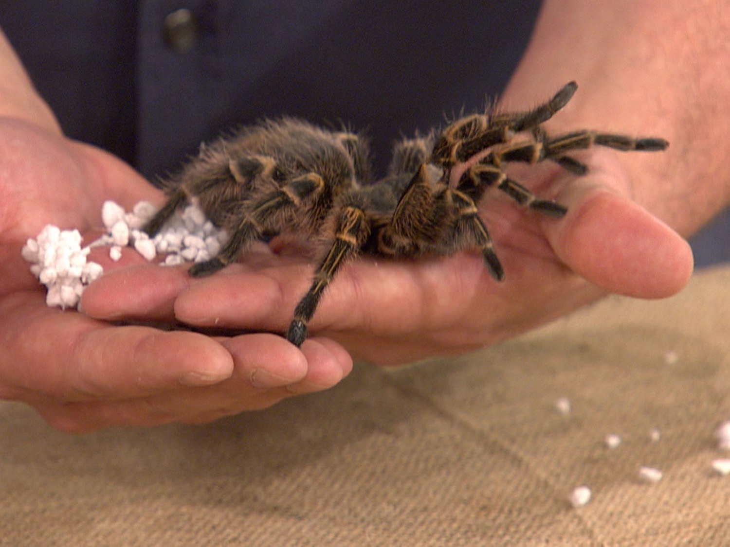 What's a funnel web spider and what are the most dangerous spiders in the  world? All you need to know