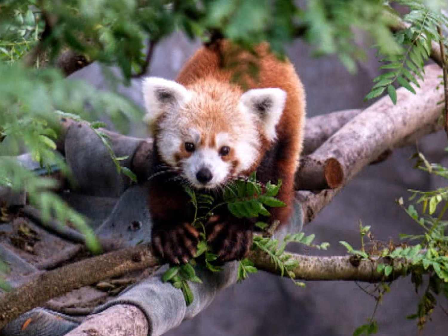 Welcome Home Rusty Runaway Red Panda Returns To Exhibit