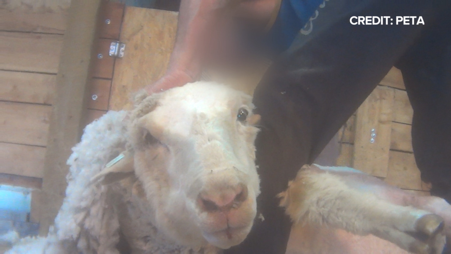 Sheep mistreated when they make sheep new arrivals