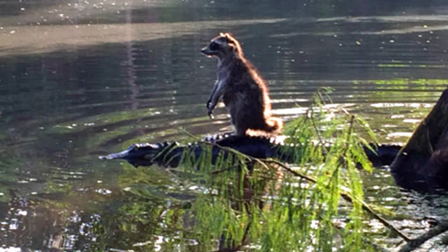 Raccoon appears to be riding an alligator like a surfboard