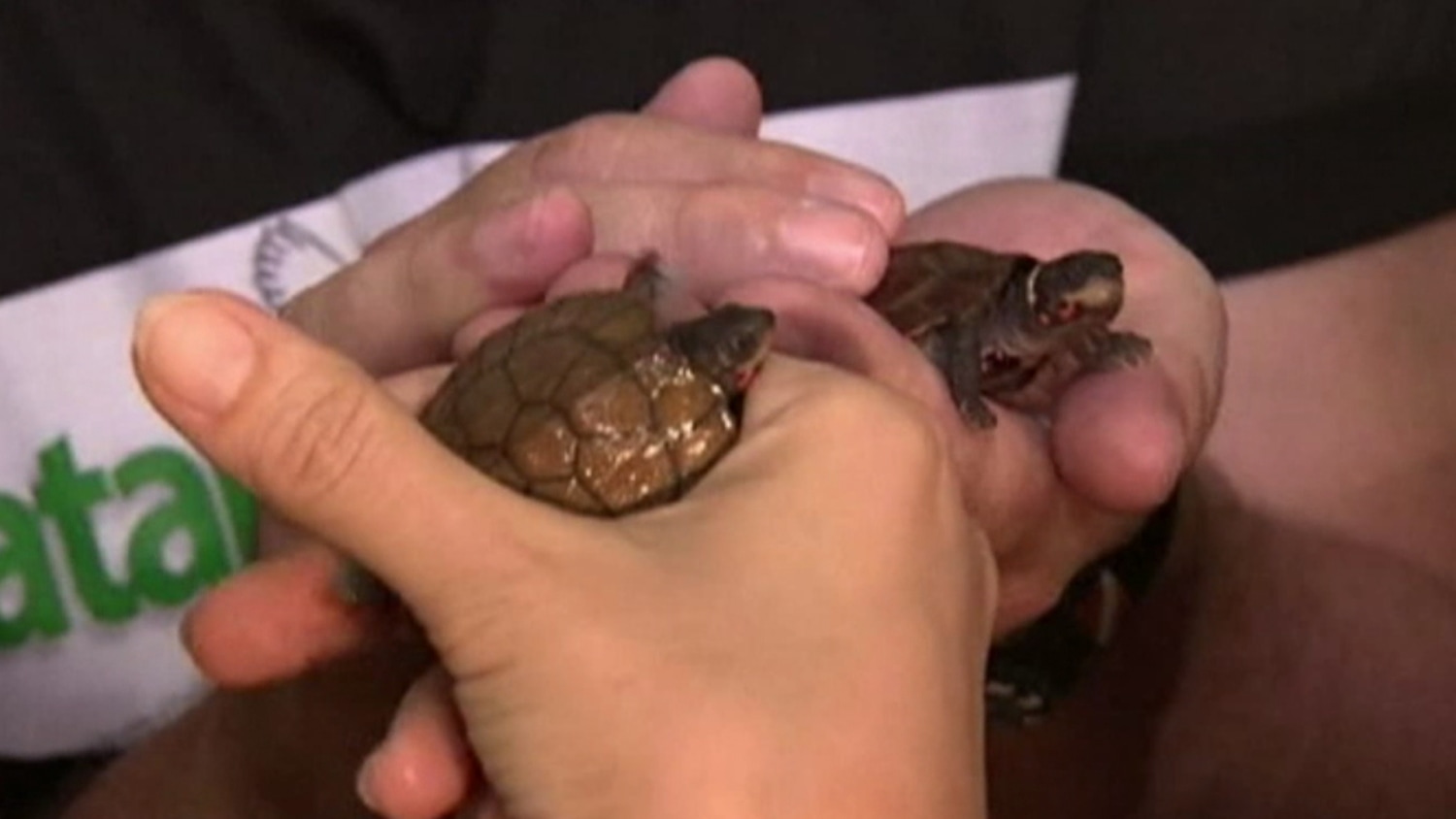 Salmonella Outbreak Linked to Small, Pet Turtles﻿
