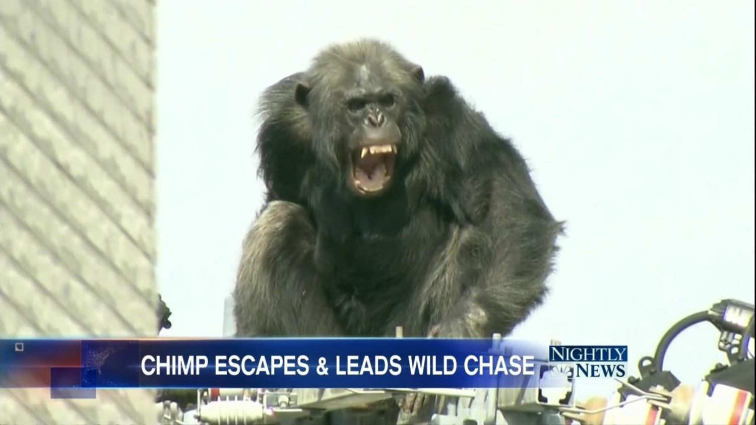 Chimp Escapes Zoo Leads Police on 2 Hour High Wire Chase