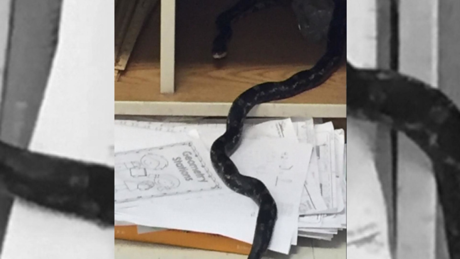 Terrifying moment huge black snake slithers its way up through toilet