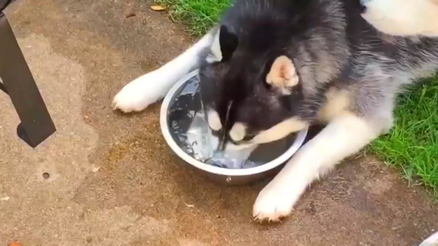 Husky with everything shaved but head store