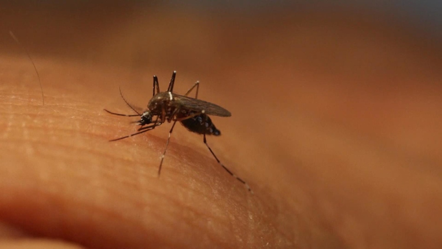 Miami Beach Starts Spraying For Zika Mosquitoes After Protest