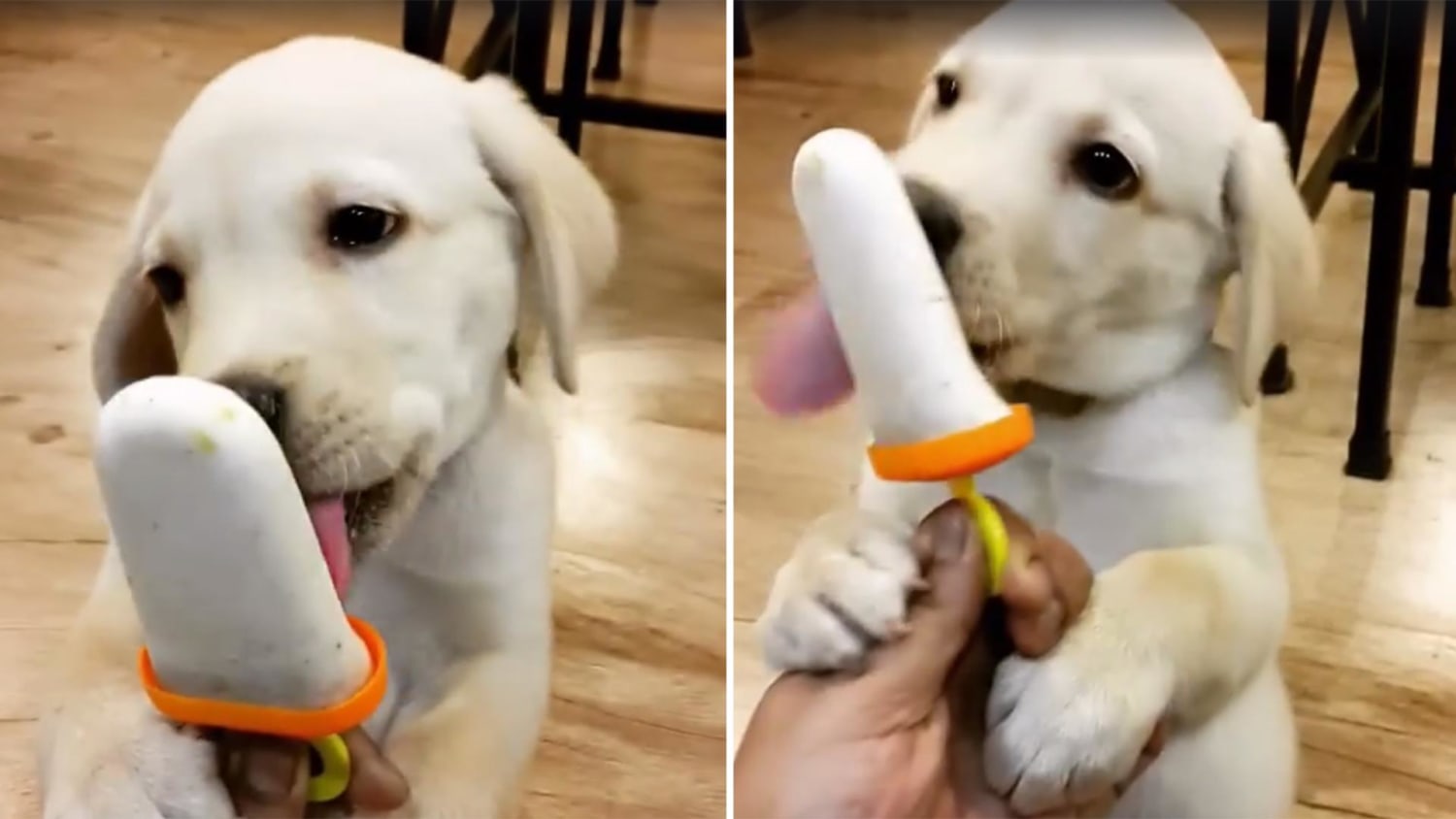 how to eat a dog popsicle: a photo essay