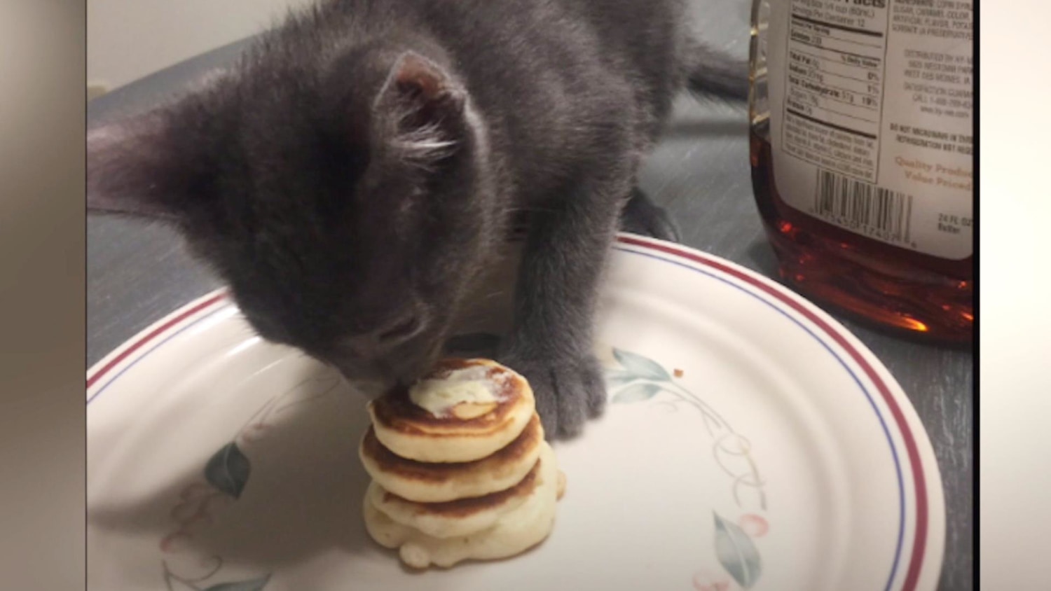 Cat eating hot sale pancakes