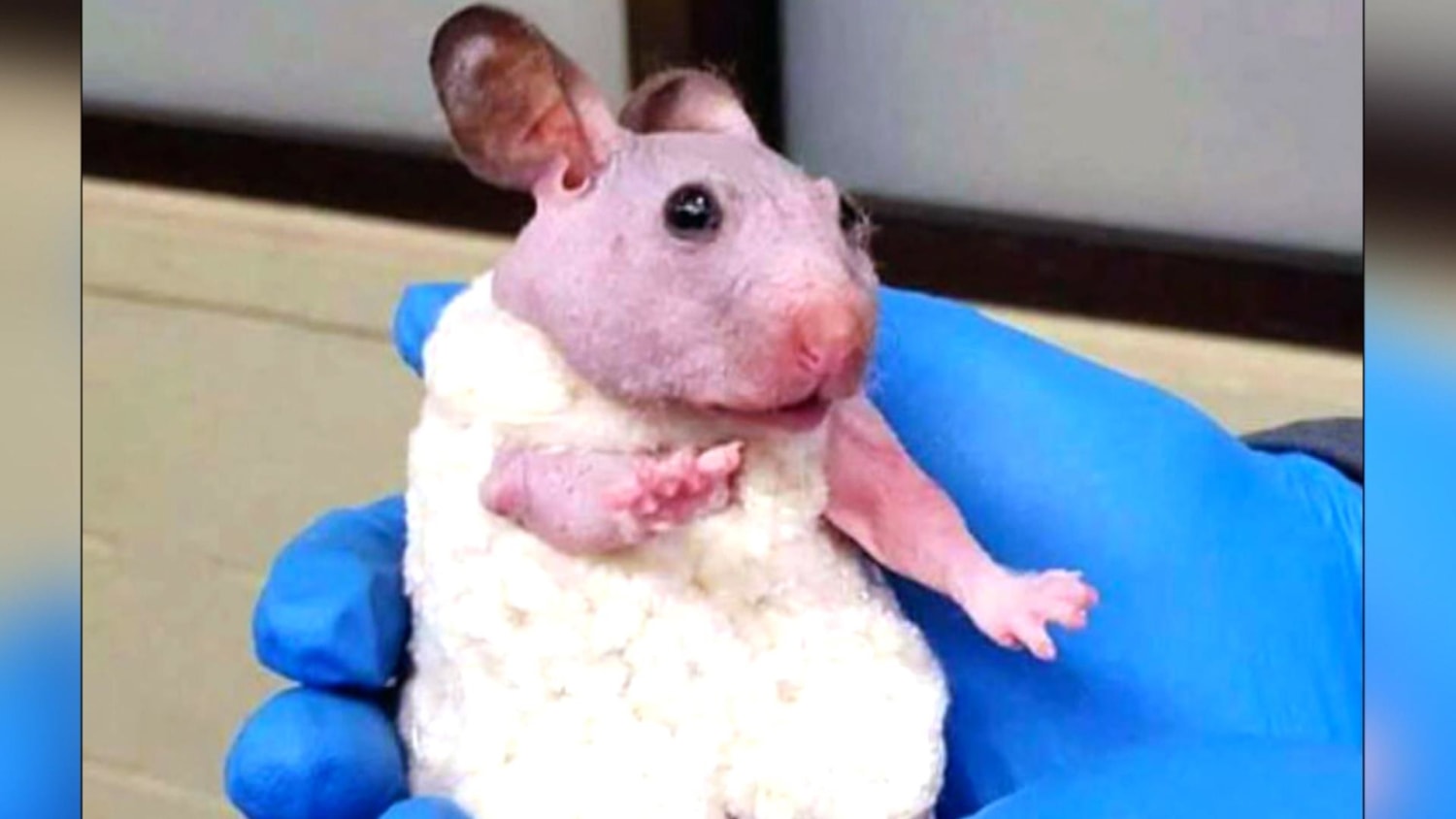 Hamster sweatshirt hotsell