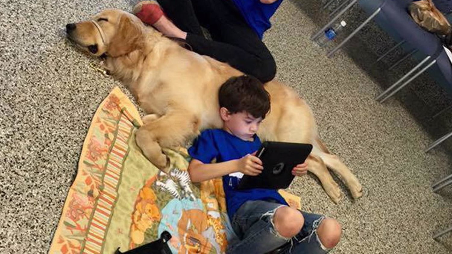 Labrador retriever hot sale autism